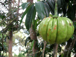 Garcinia-cambogia Garcinia-cambogia
